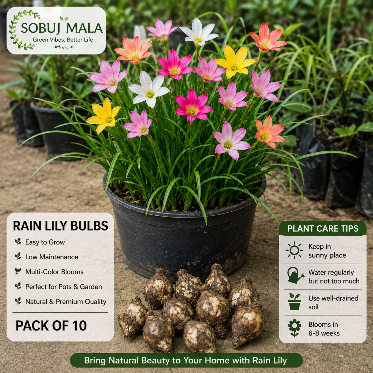 Mixed Color Rain Lily Bulbs for Pots & Garden | Easy Grow Bulbs Pack of 10