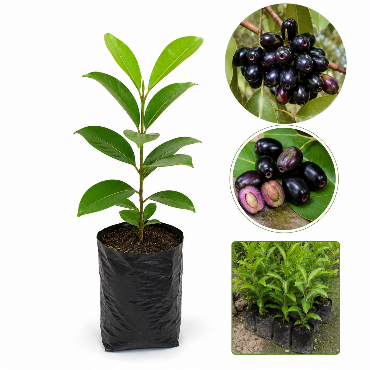 Premium Jamun Plant (Syzygium cumini) | Java Plum Fruit Plant | Healthy Outdoor Garden Sapling