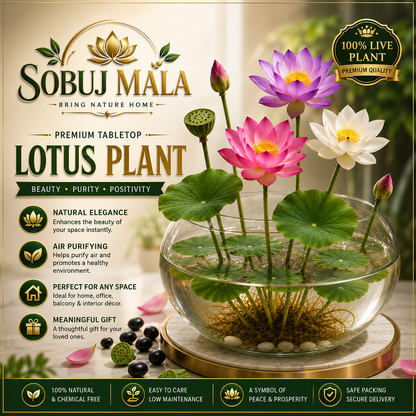 Premium Lotus Seeds | Live Lotus Flower Seeds for Planting ( 50p)