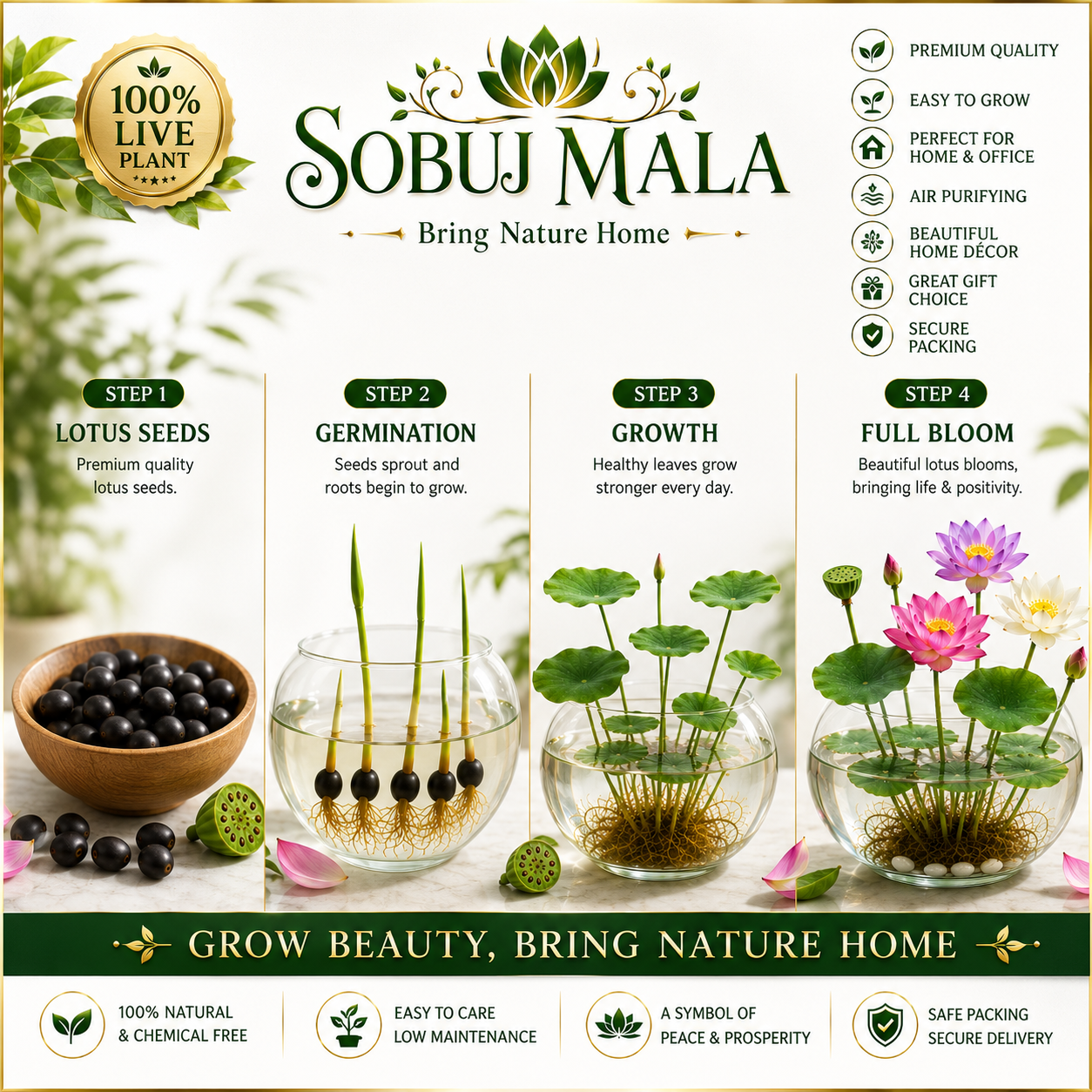 Premium Lotus Seeds | Live Lotus Flower Seeds for Planting ( 50p)