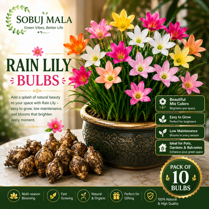 Mixed Color Rain Lily Bulbs for Pots & Garden | Easy Grow Bulbs Pack of 10