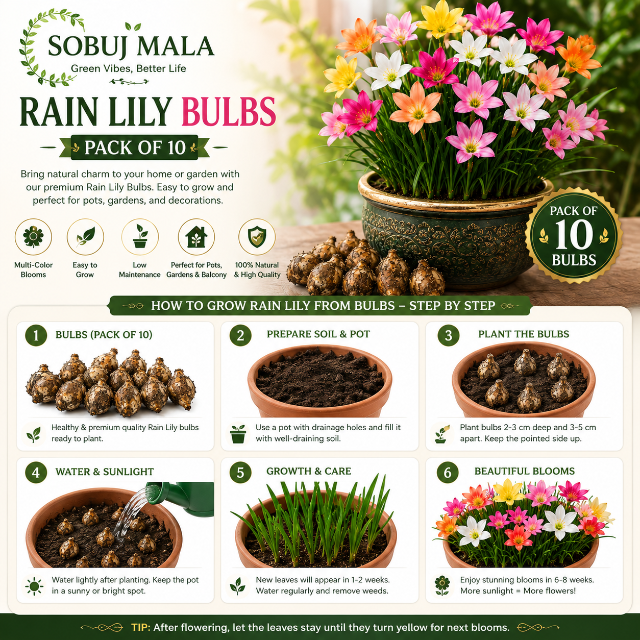Mixed Color Rain Lily Bulbs for Pots & Garden | Easy Grow Bulbs Pack of 10