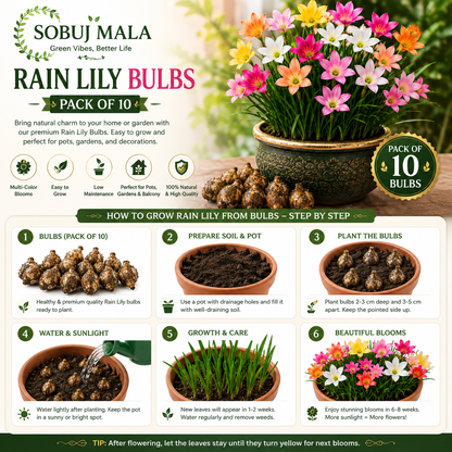 Mixed Color Rain Lily Bulbs for Pots & Garden | Easy Grow Bulbs Pack of 10