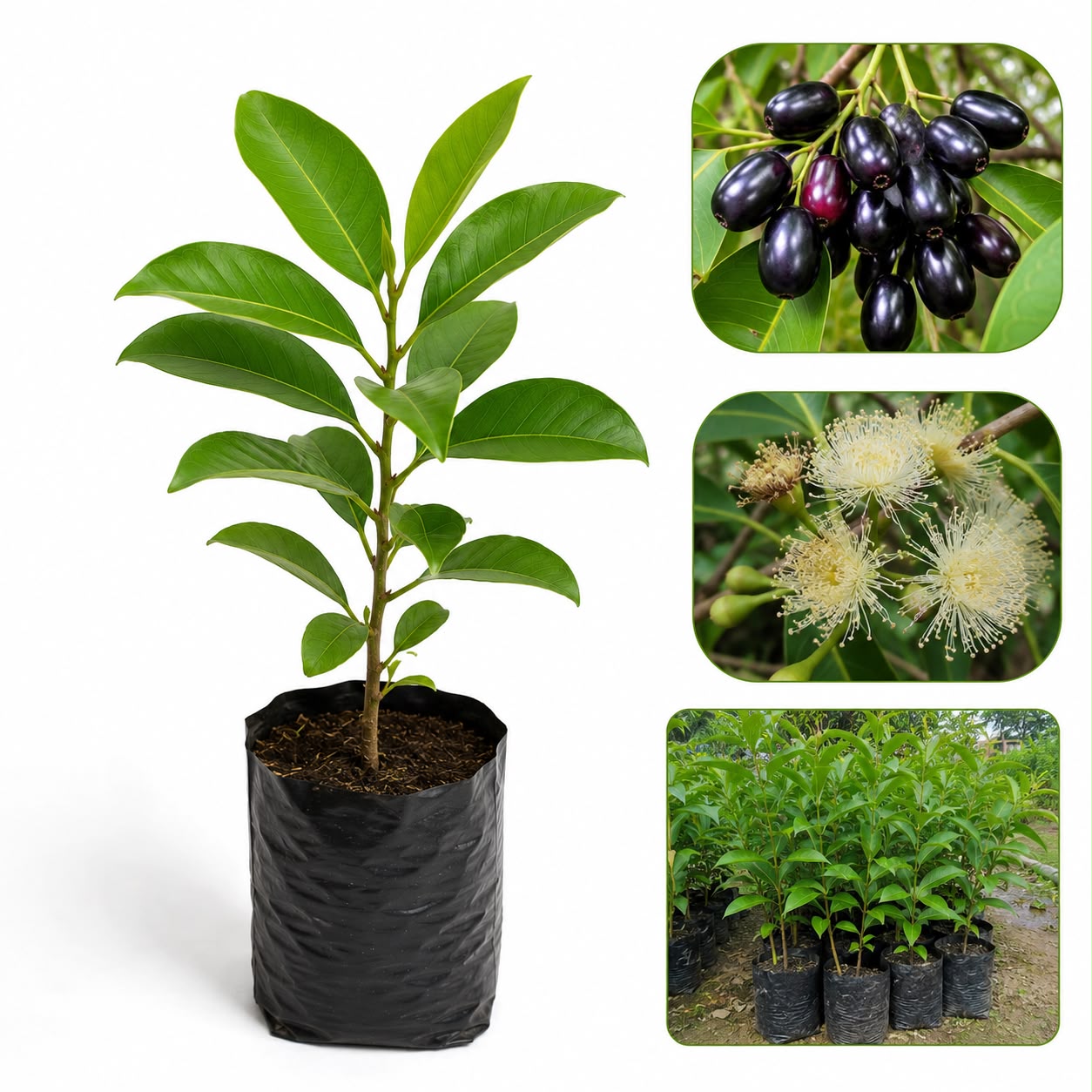 Premium Jamun Plant (Syzygium cumini) | Java Plum Fruit Plant | Healthy Outdoor Garden Sapling