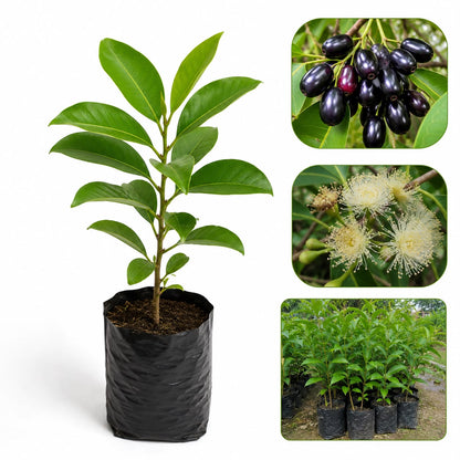 Premium Jamun Plant (Syzygium cumini) | Java Plum Fruit Plant | Healthy Outdoor Garden Sapling