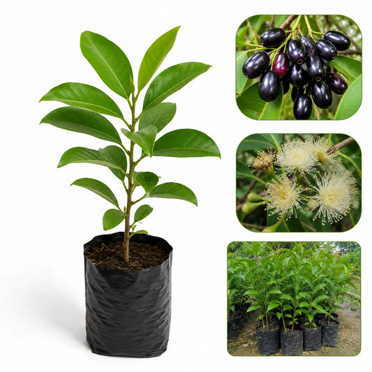 Premium Jamun Plant (Syzygium cumini) | Java Plum Fruit Plant | Healthy Outdoor Garden Sapling
