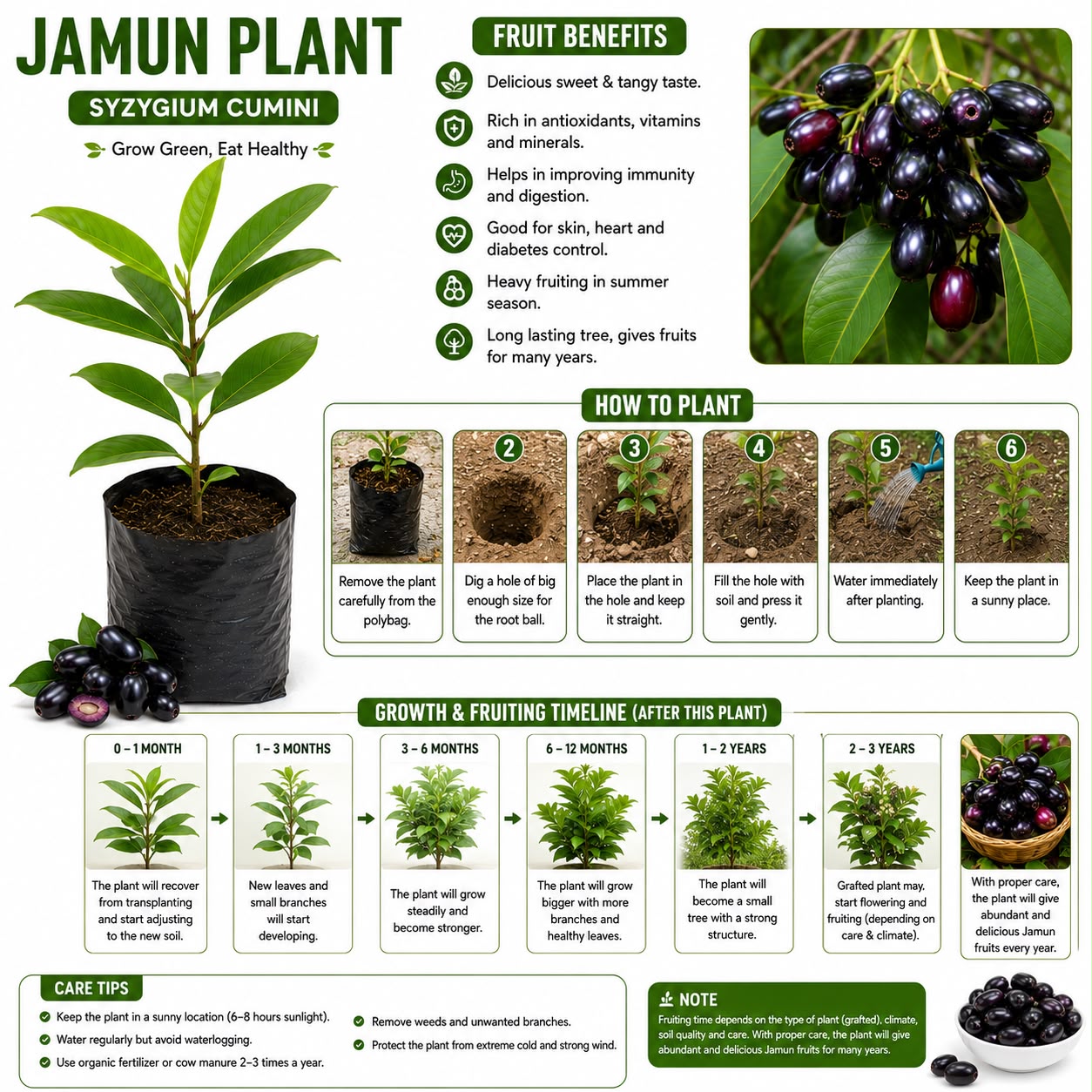 Premium Jamun Plant (Syzygium cumini) | Java Plum Fruit Plant | Healthy Outdoor Garden Sapling