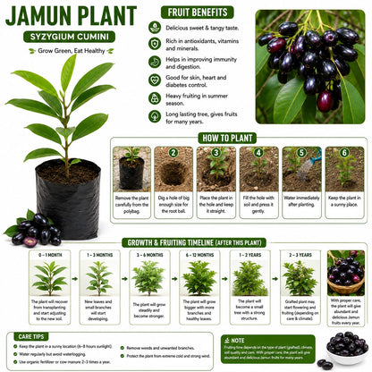 Premium Jamun Plant (Syzygium cumini) | Java Plum Fruit Plant | Healthy Outdoor Garden Sapling